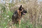 BERGER ALLEMAND 151